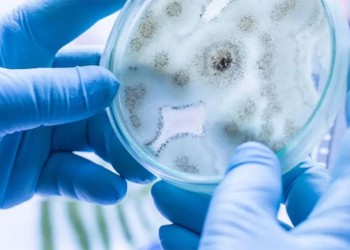 Hongo Candida Auris: “No hay que tener miedo, hay que informarse y actuar en la prevención”