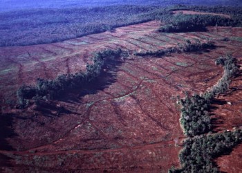 Denuncian avance del monocultivo de pino, desmonte y erosión hídrica