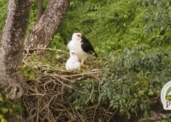 Águila Viuda en Misiones