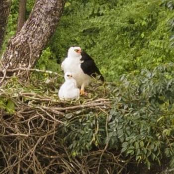 Águila Viuda en Misiones