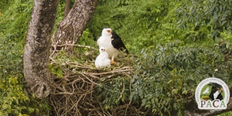 Águila Viuda en Misiones