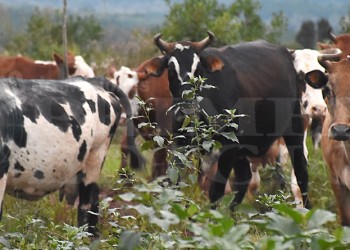 “El productor cobra $230 por kilo vivo y en góndola la carne es cara”