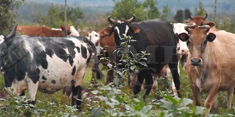 BOLSILLOS FLACOS. Los productores expusieron que reciben precios planchados por la venta de su hacienda.
