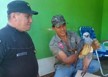 Rescate de fauna: un gavilán milano herido en Aristóbulo del Valle