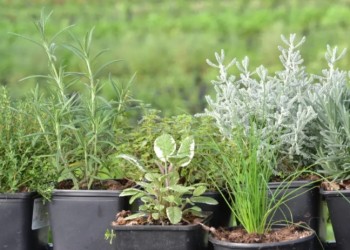 Todo lo que se debe saber sobre aromáticas, sus usos y cuidados