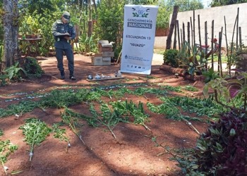 Allanaron una casa y secuestraron 201 plantas de marihuana