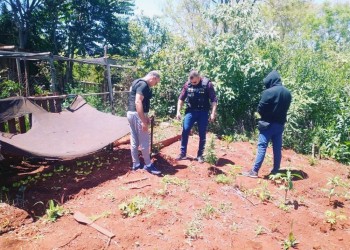 Secuestraron plantines de marihuana en una vivienda
