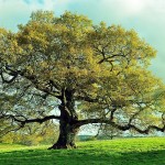 Fotografía de árboles nativos en un parque de Argentina para conmemorar el Día del Árbol.