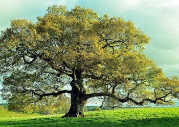 El gran árbol genealógico de la vida