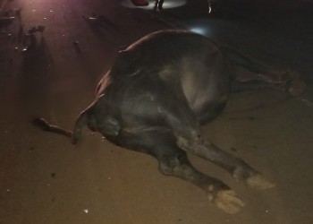 Búfalo murió atropellado por un camión sobre la ruta 11