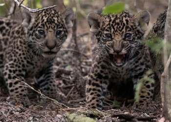 Yaguaretés nacidos en Chaco vuelven junto a su madre al Iberá en Corrientes