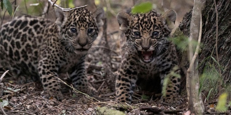 (Rewilding Argentina)