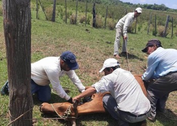 Avanza la campaña contra la brucelosis en Corrientes