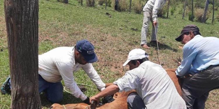 FORMA CONJUNTA. La Safci y el SENASA realizaron diversos operativos sanitarios.