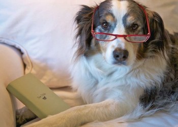 Reconoce los cambios en tu perro anciano