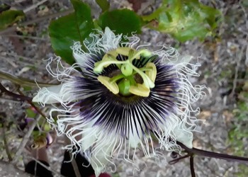 Advierten sobre el estado crítico de la flora endémica en Osununú
