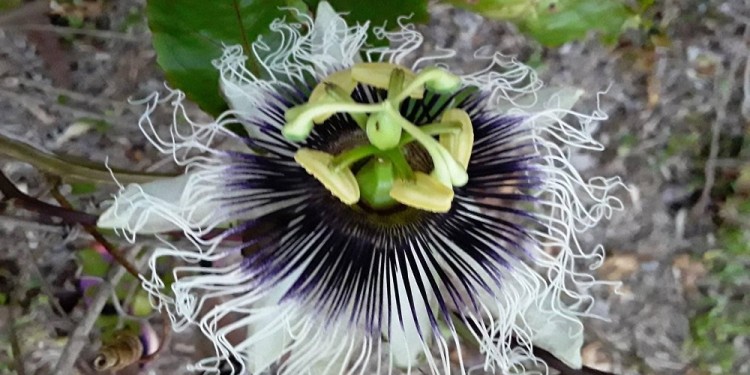 A CUIDARLAS. La Reserva Osununú es uno de los tesoros naturales que está expuesto a acciones que pueden terminar con especies únicas.