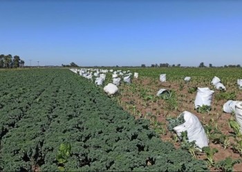 La horticultura busca hacerse lugar en la exportación