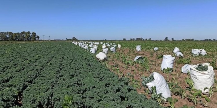 FERIAS. En Santa Fe tuvo lugar la mayor exposición del país.