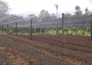 Familias del Alto Uruguay cambian el tabaco por el cultivo de jengibre