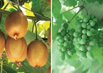 Huerta en casa: frutales que se pueden plantar y tener en el patio o el balcón