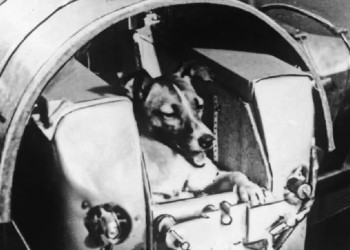 Se cumplen 65 años del lanzamiento de la perra Laika al espacio