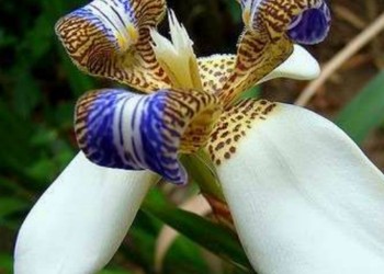 Flores de estación desmemoriadas