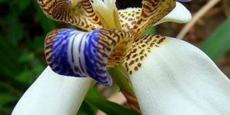 Lirio Misionero (Neomarica candida)