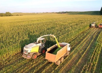 La siembra retrasada de maíz complicará el engorde