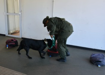 Detienen a pasajero con más de 6 kilos de marihuana en El Arco