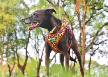 Mascotas: razones para adoptar un mestizo