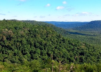 Organizaciones sociales y ambientales piden medidas para “recuperar el monte”