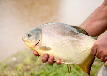 Advierten consecuencias por uso de agroquímicos en cría de pacú