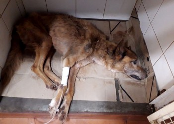 Conmovedor rescate de dos perrros abandonados en muy mal estado