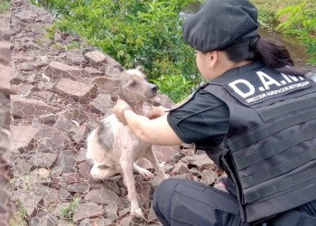 Dejaron abandonado y atado a un perro a orillas del arroyo La Chancha