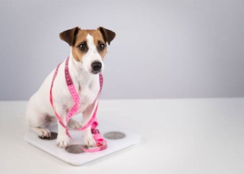 A qué prestar atención para detectar obesidad en las mascotas