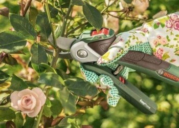 Cómo reproducir rosas con estacas en el patio o en macetas