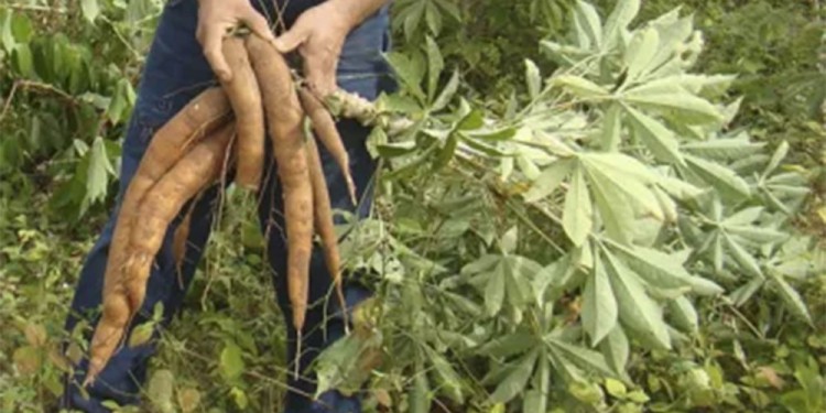 NO CRECEN. A diferencia de otros años, las raíces no se desarrollaron por las heladas tarías, el exceso de agua y la aparición de plagas. (Imagen ilustrativa)