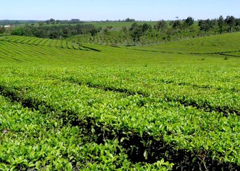 “Sabemos que si un año Misiones no produce té, desaparece del mercado”