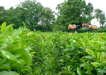 “Sabemos que si un año Misiones no produce té, desaparece del mercado”