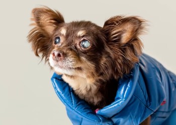 “Tu perro podría estar perdiendo la visión”