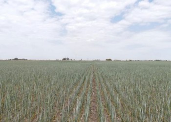 La crítica situación de los tres cultivos que más dólares aportan