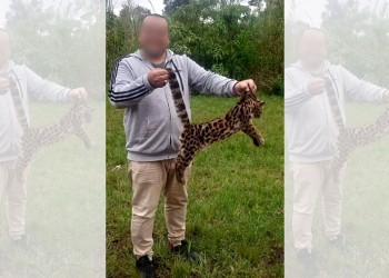 Repudian a turista que se sacó una foto con un cachorro de margay muerto en Iguazú