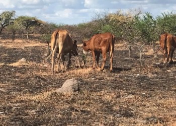Manejo de los rodeos: cómo se gestiona frente a la falta de agua