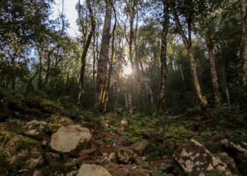 Un plan para fomentar el manejo sostenible de la Cuenca Forestal Yabotí