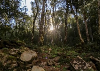 Analizan manejo sustentable de la Cuenca Forestal Yabotí