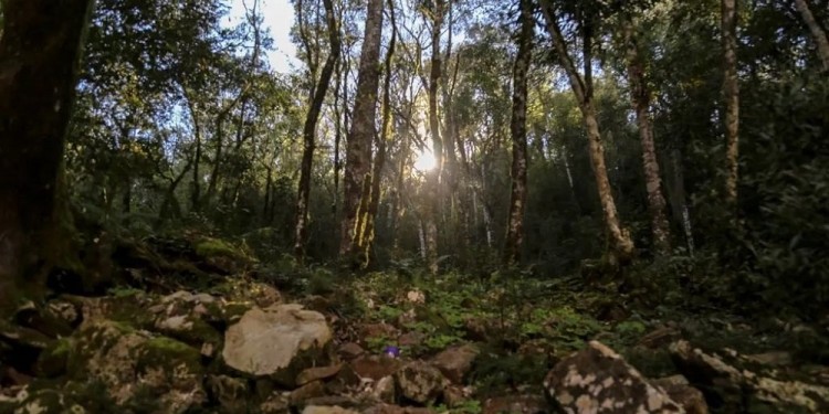 YABOTÍ. El objetivo es la preservación de los montes nativos de la zona.