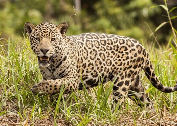 Yaguaretés: las manchas, sus huellas digitales