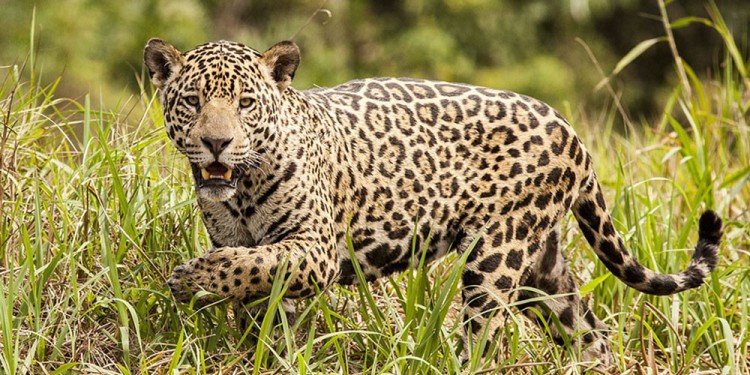 Gentileza Rodrigo Chavez Noriega a Red Yaguareté.