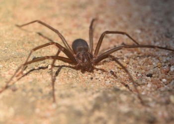 Con la llegada del calor, aumentan accidentes con animales venenosos